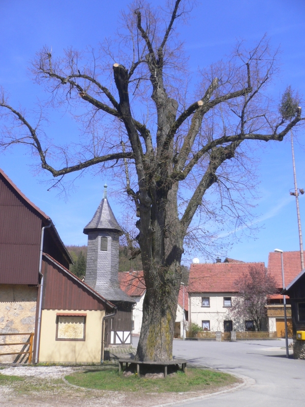 Dorflinde von Birkenreuth